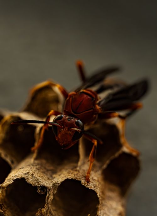 Free Macro photograph of a wasp perched on its nest, showcasing detailed textures and natural colors. Stock Photo