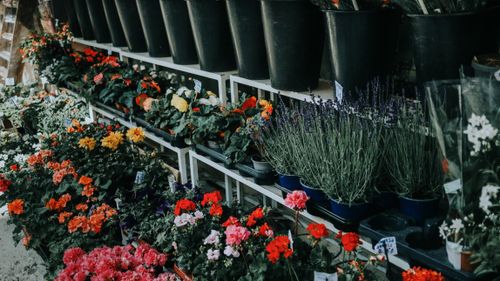 Free A vibrant display of flowers at an outdoor Parisian market, featuring various blooms. Stock Photo