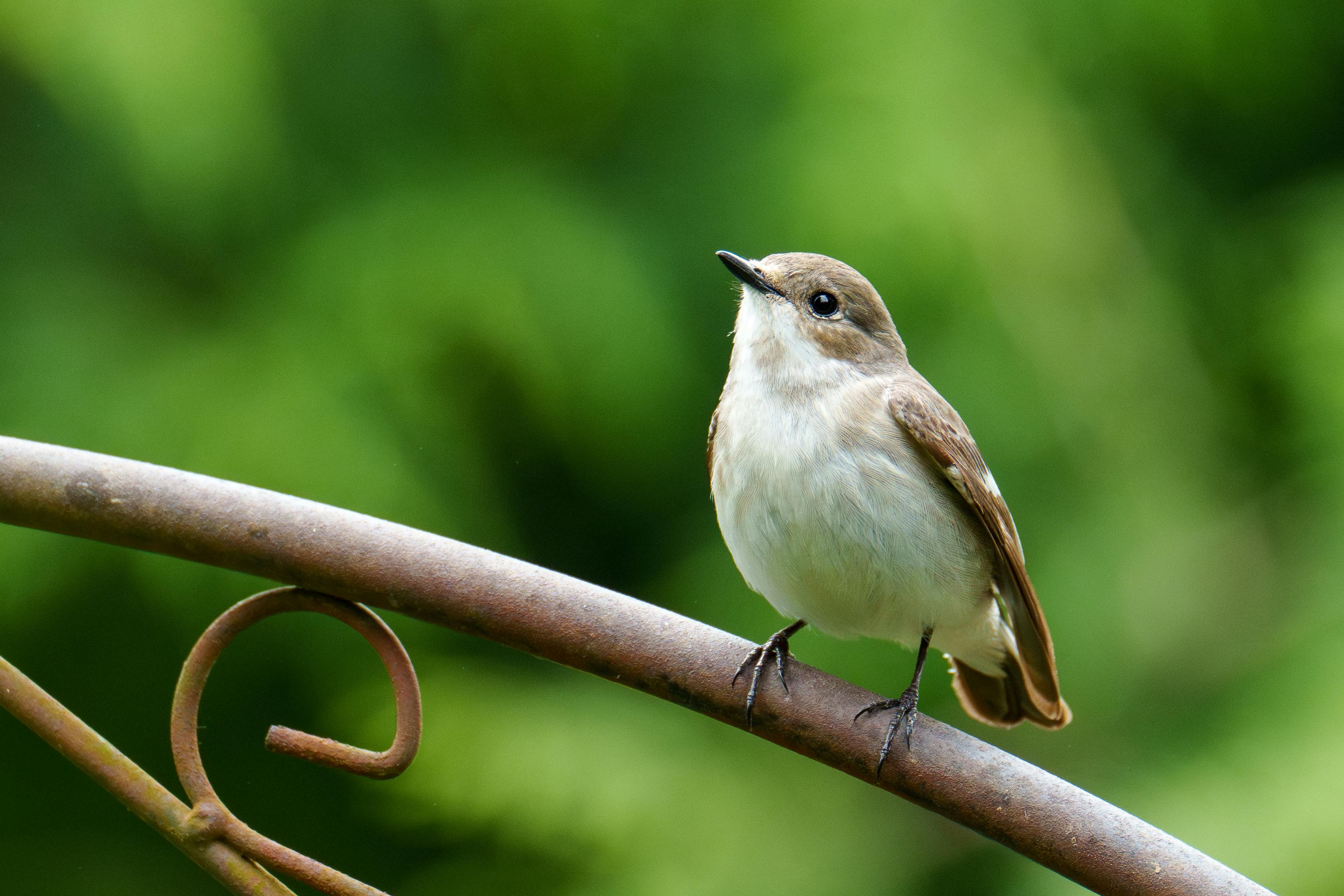 Serverless Migration