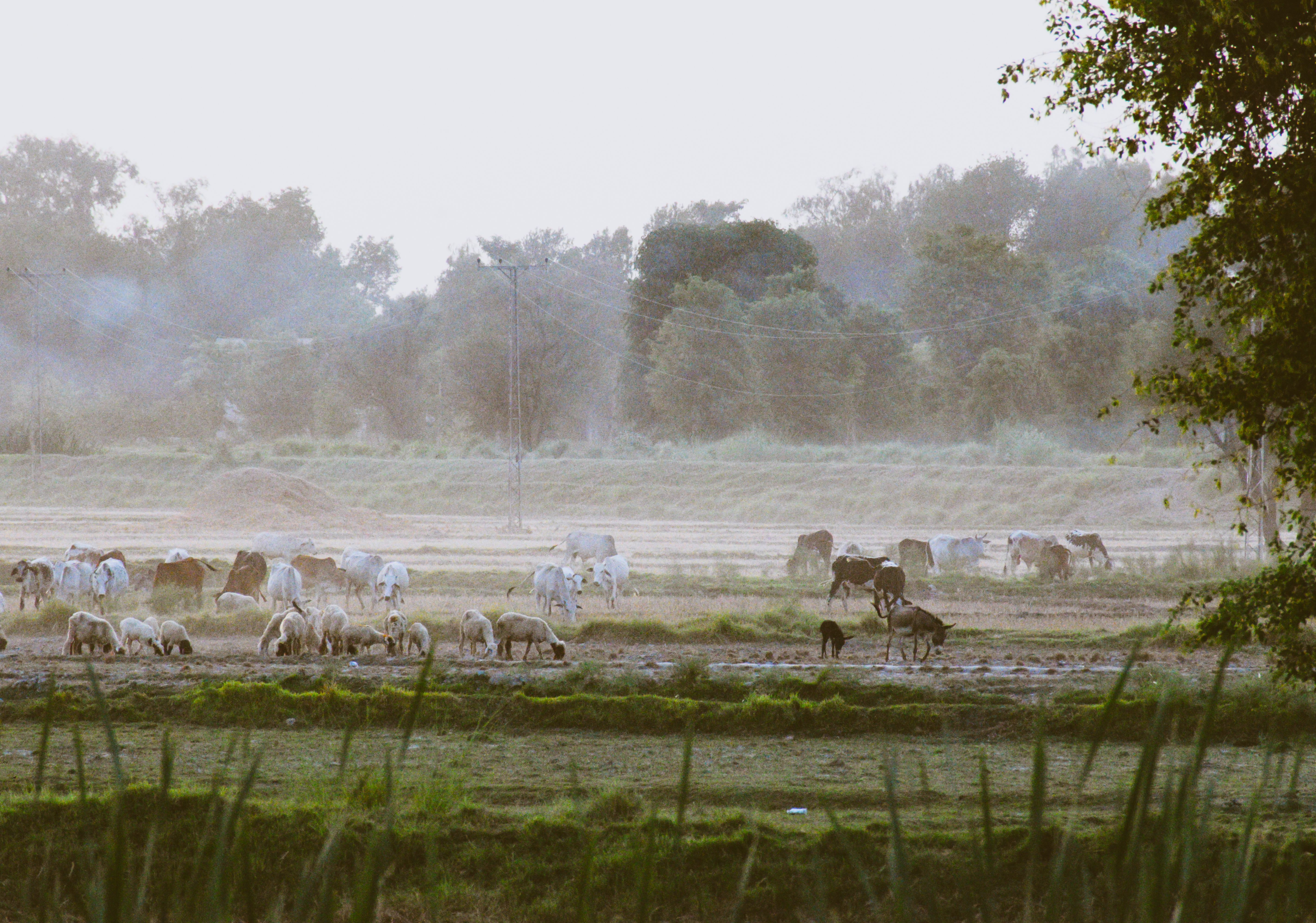 IS CATTLE FARMING PROFITABLE IN PAKISTAN visual data 6