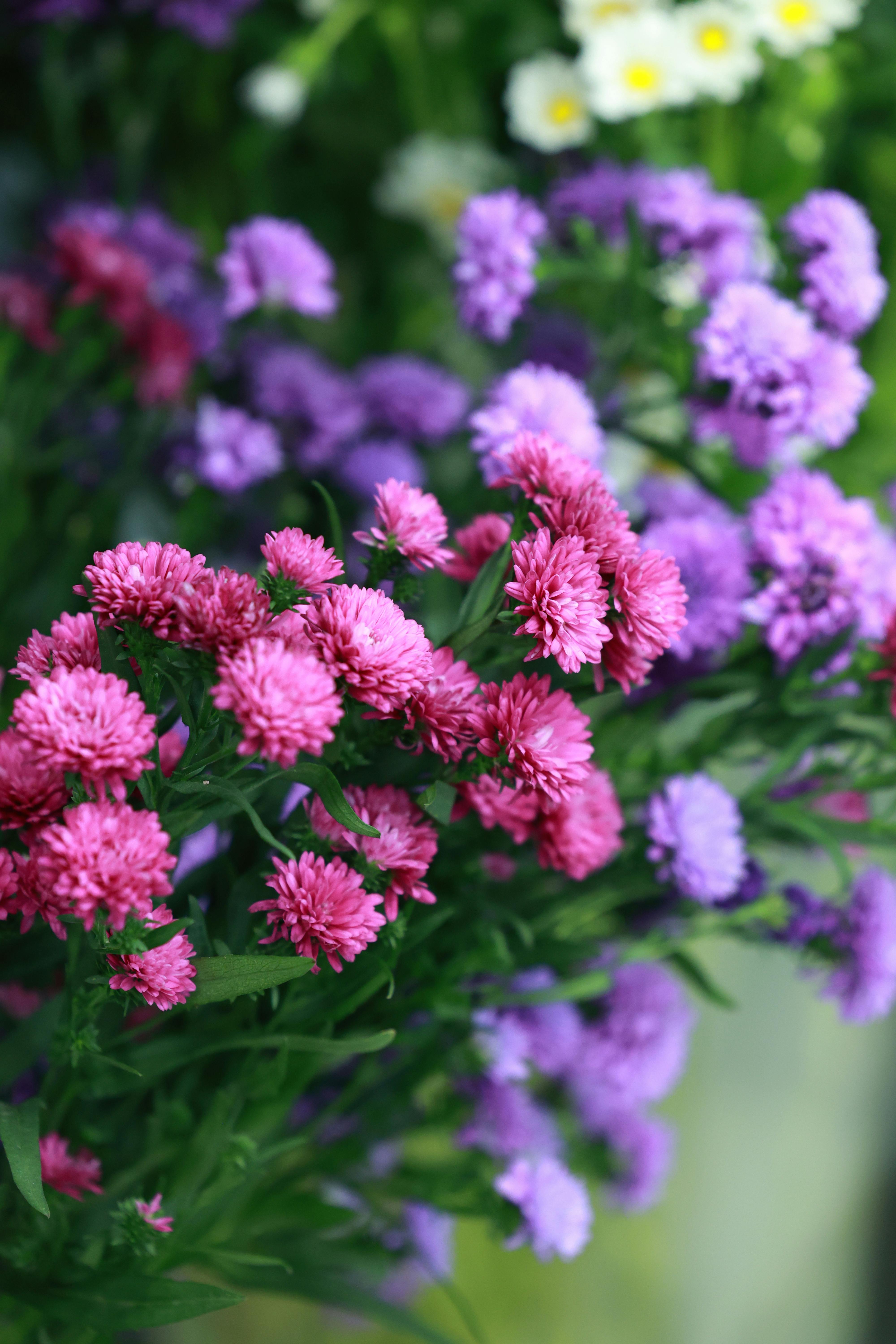 [ColoSach]-colorful-display-of-pink-and-purple-flowers-in-bright-sunlight,-showcasing-nature's-beauty.