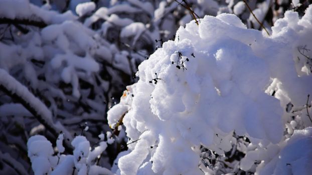 Fluffy snow blankets branches in a serene winter forest scene.