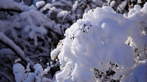 Free Fluffy snow blankets branches in a serene winter forest scene. Stock Photo