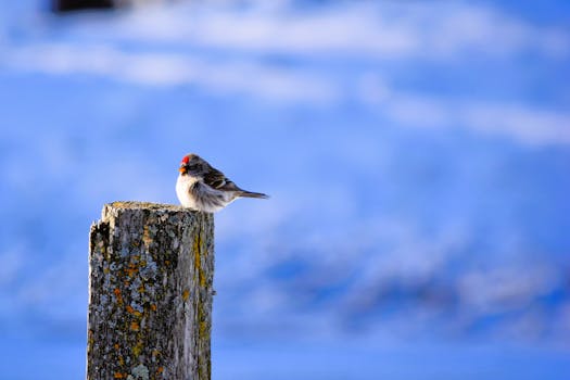 Image shows Shivraj Singh Chouhan's massive padayatra in Madhya Pradesh, with significant public participation.  Political rally, India.
