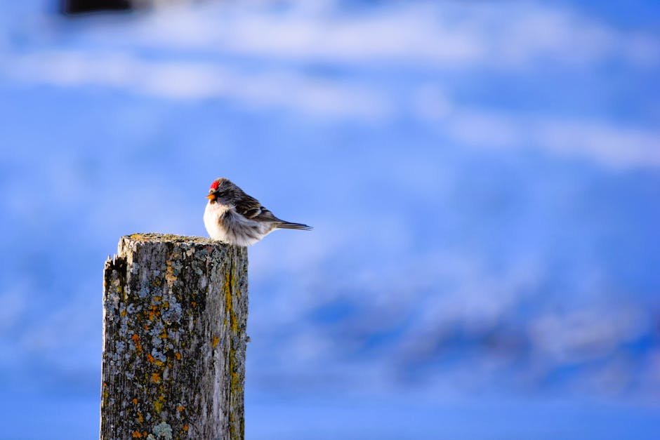 Serverless Observability