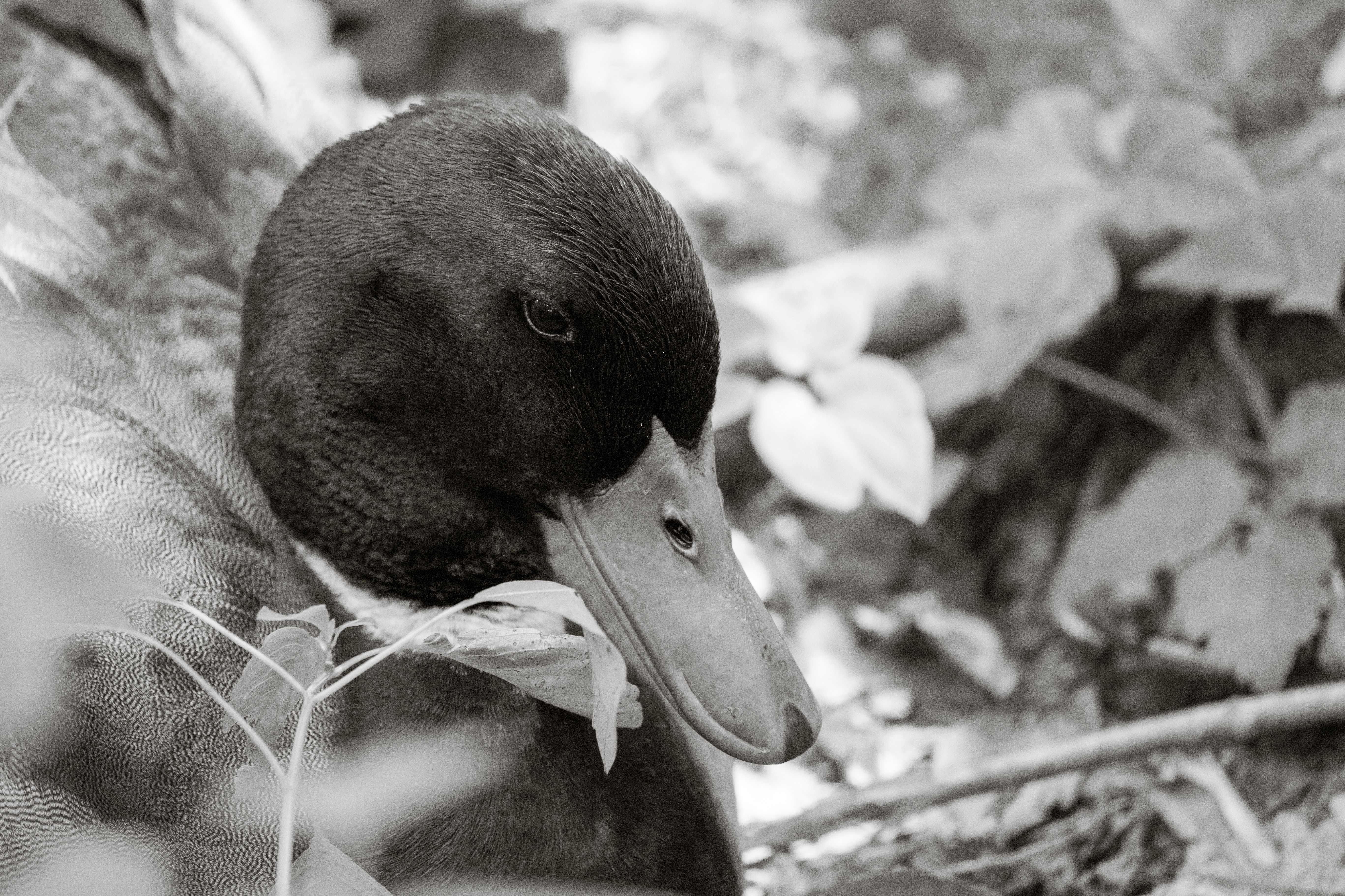 Close-up of a Duck Resting in Natural Habitat · Free Stock Photo