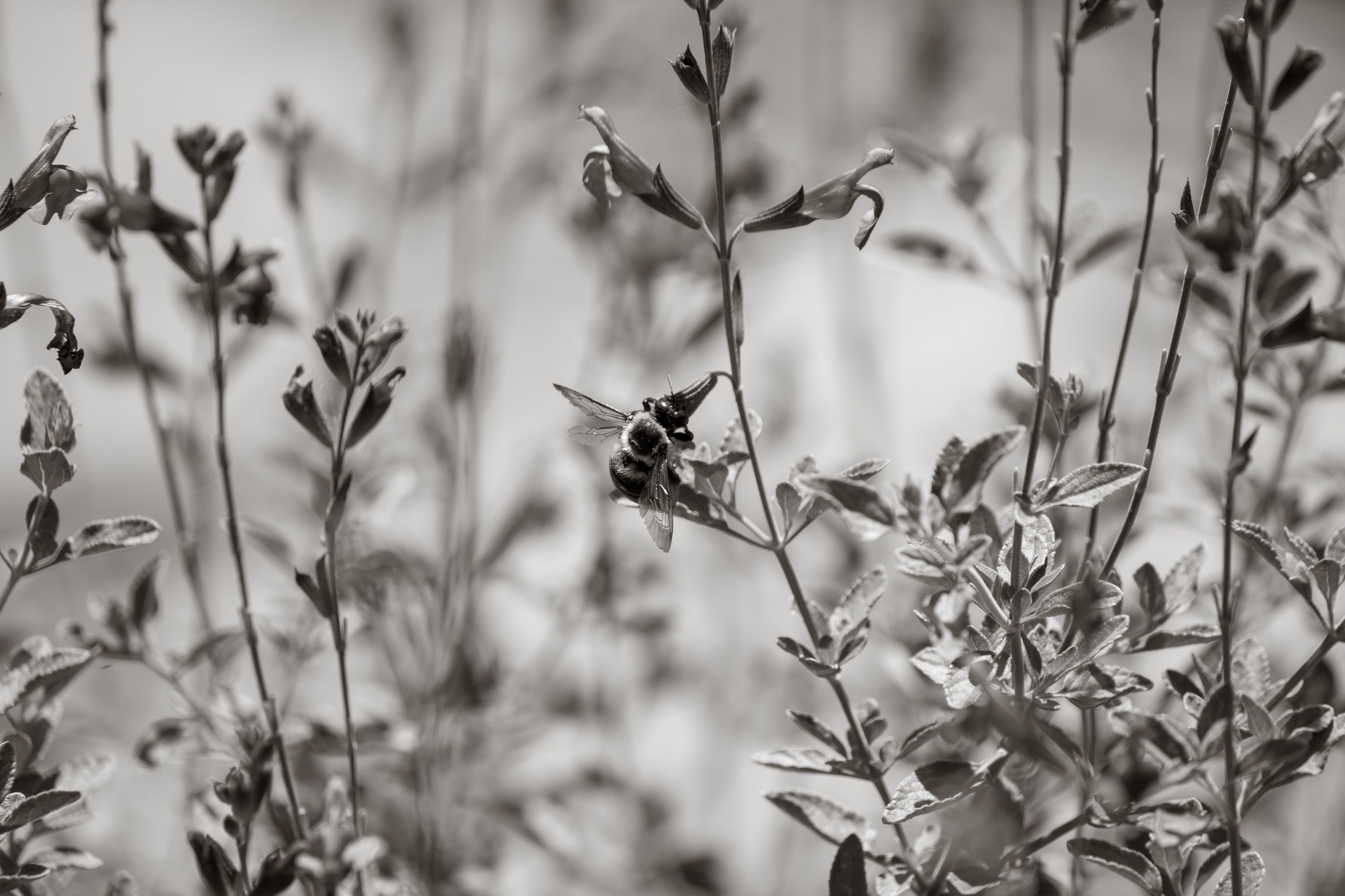 Monochrome Bee on Wild Plants Outdoors · Free Stock Photo