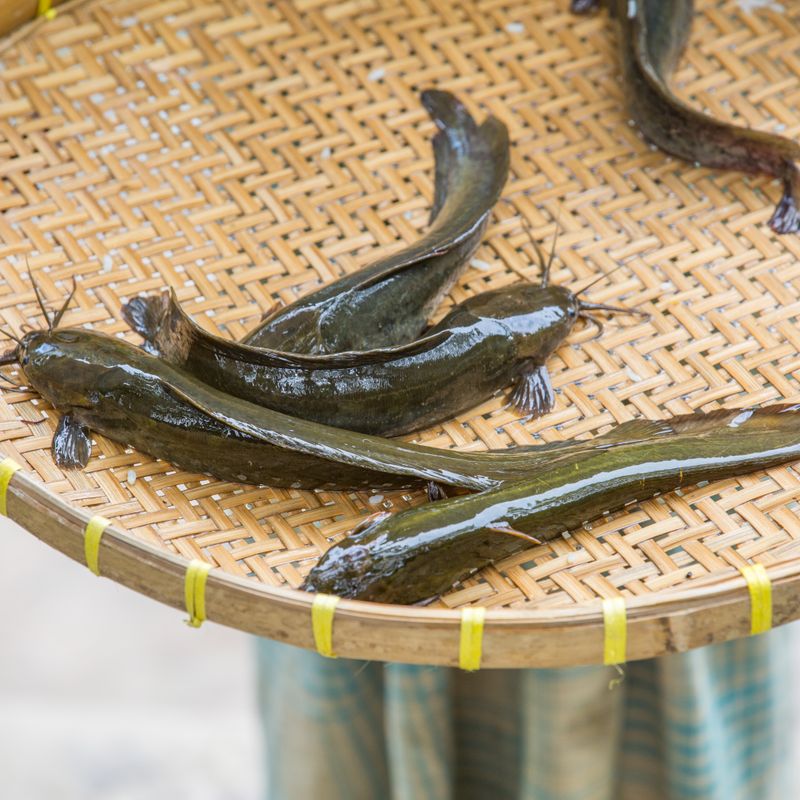 Thai Coconut Milk Catfish and Bamboo Shoot Chowder