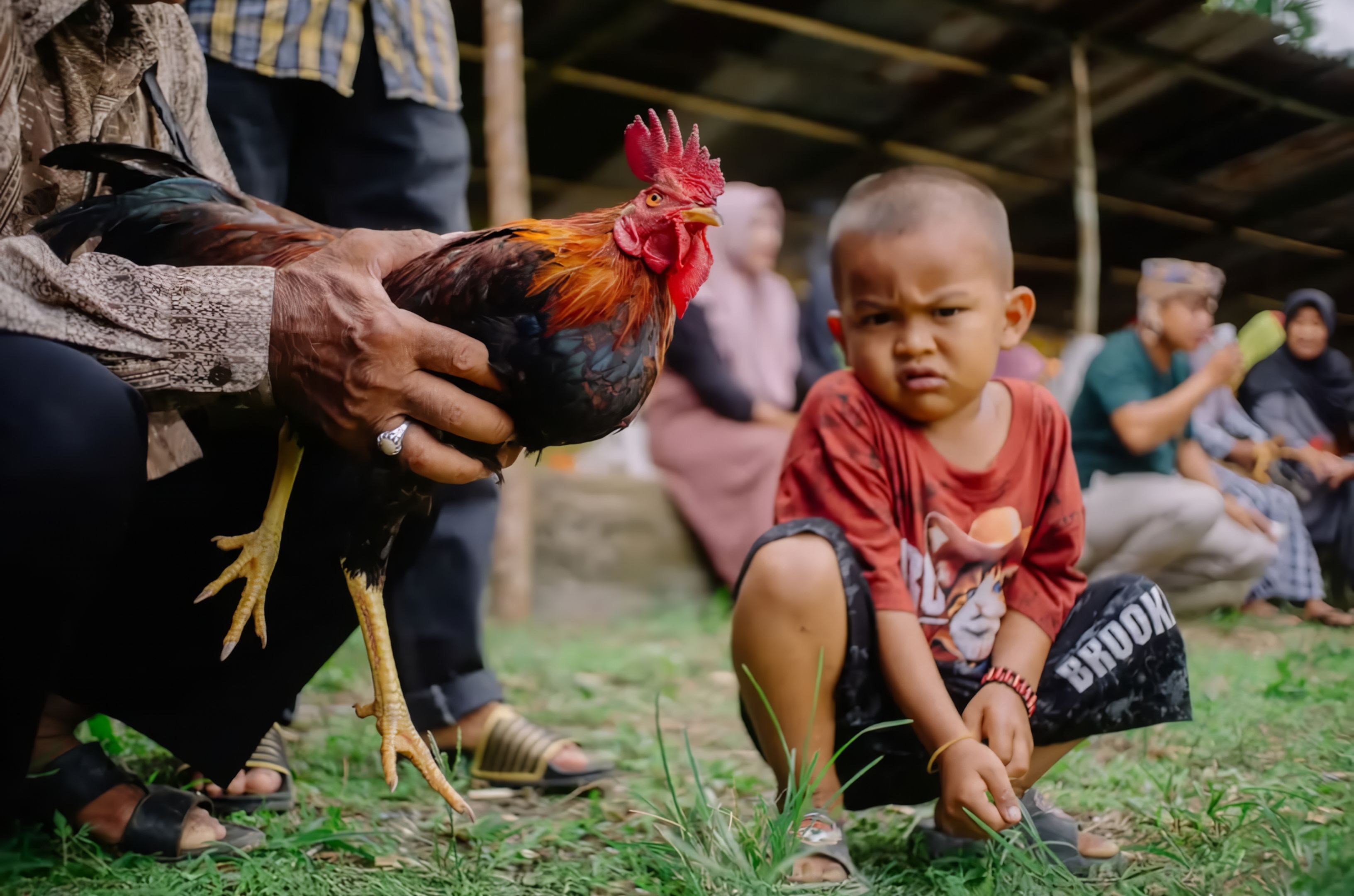 Young boy closely observing a colorful rooster held by an adult outdoors.