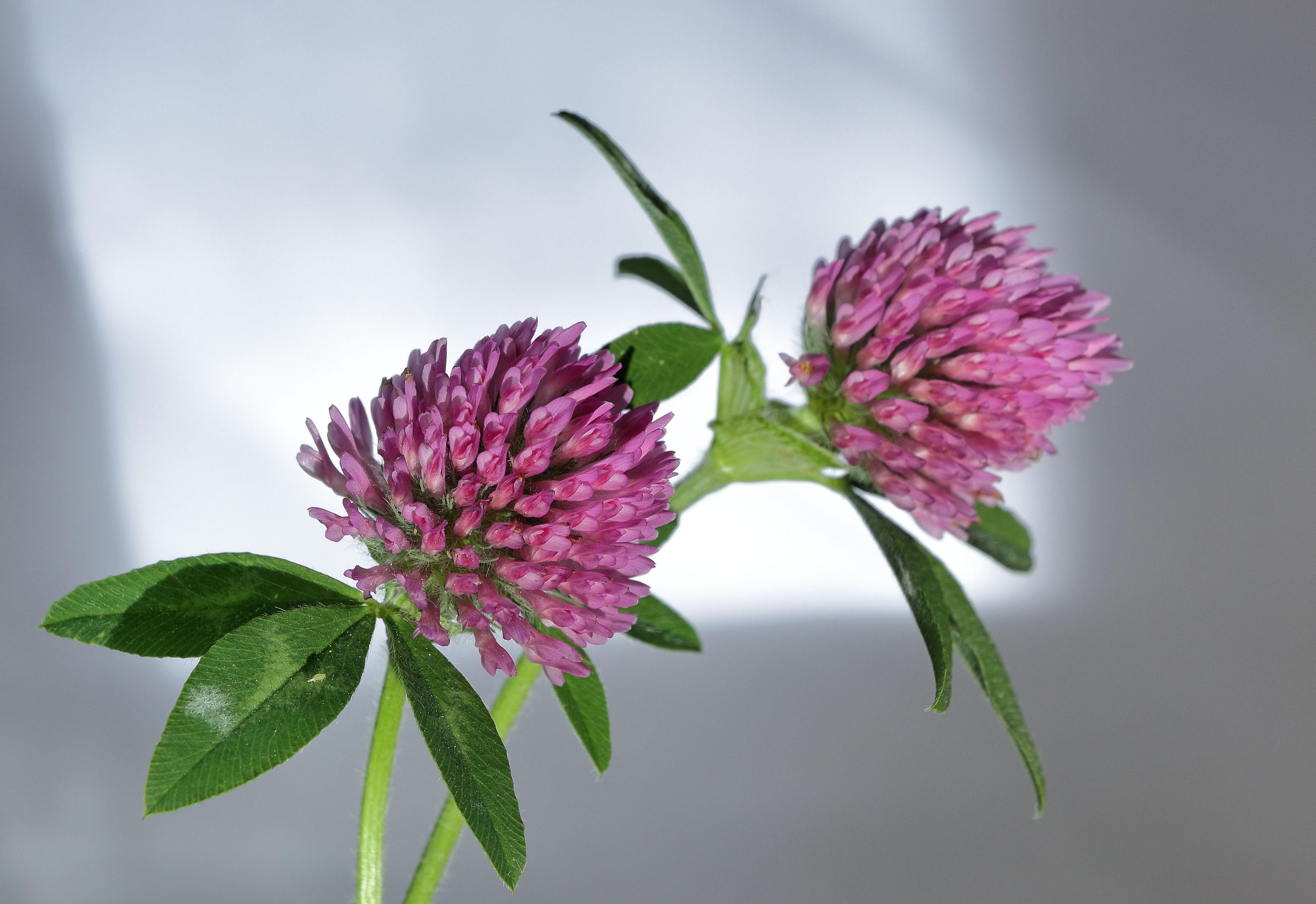 Seeds of forage plants; clover (Trifolium spp.) seeds, of a kind used for sowing