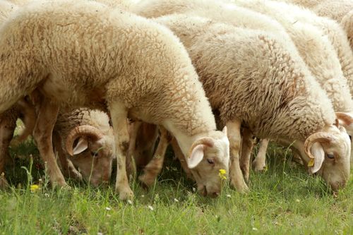 Free A close-up of sheep grazing in a green meadow, showcasing rural life and agriculture. Stock Photo