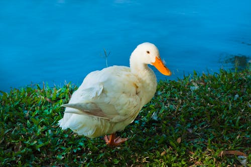 Free White Duck Near Water Close-up Photo Stock Photo