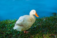 一只白鸭静静地站在生机盎然的蓝色湖畔，四周青草环绕