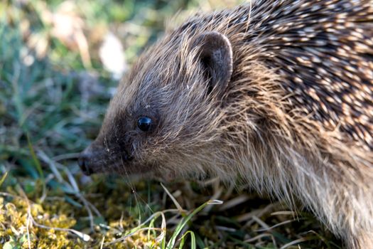 hedgehog photo