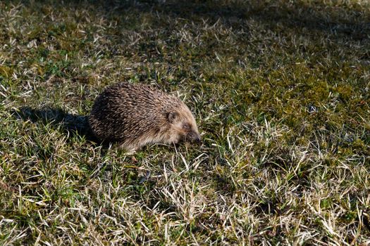 hedgehog photo