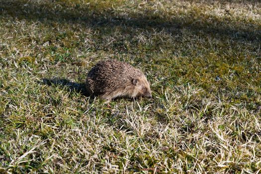 hedgehog photo