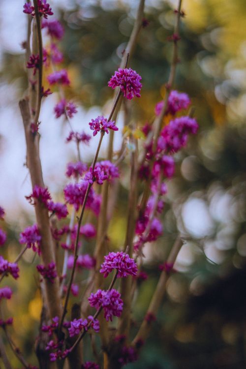 Free Close-up of vivid pink blossoms on branches with a soft bokeh background, capturing the essence of spring. Stock Photo