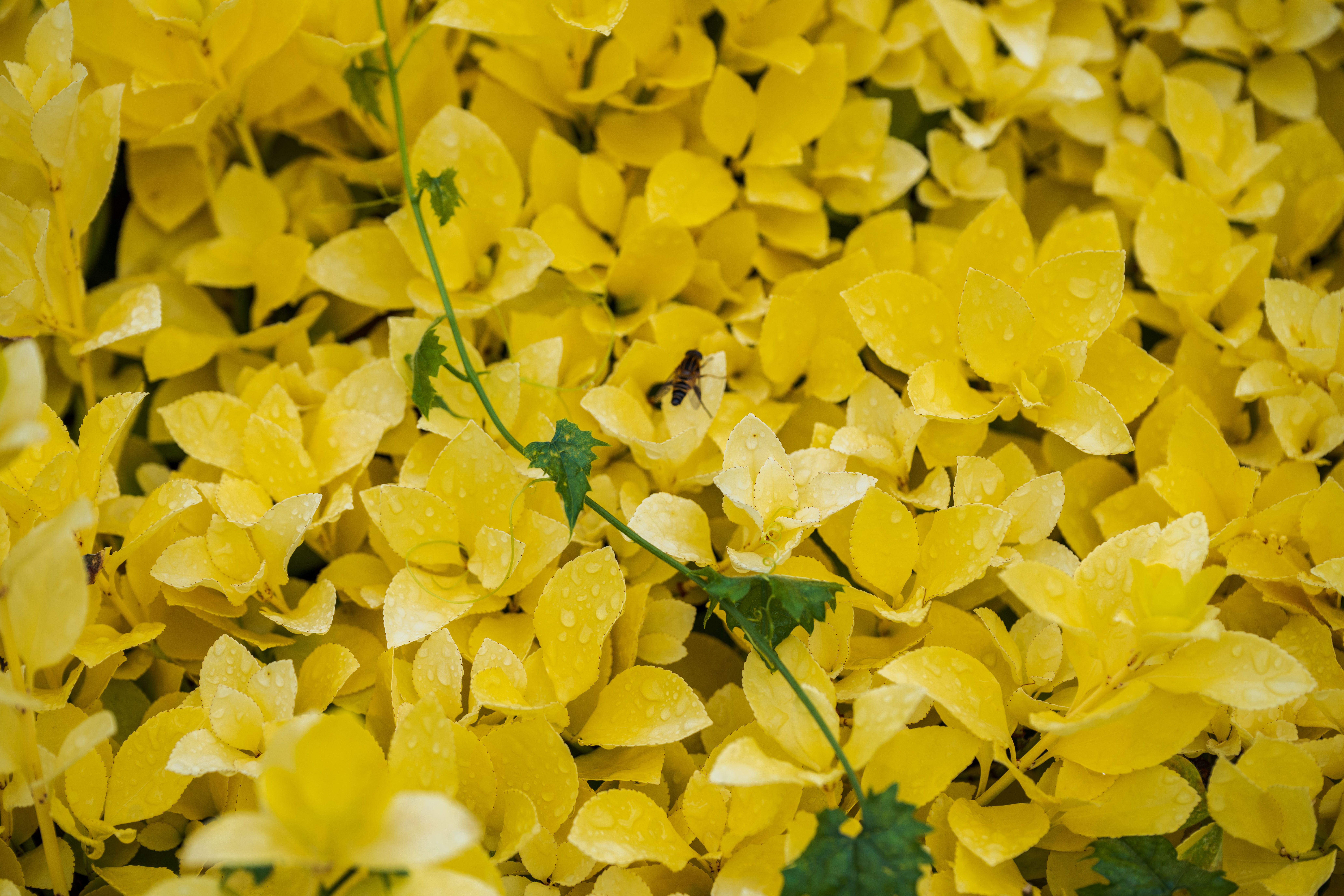 The drought isn’t over yet: 3 often-overlooked gardening jobs to tackle after rain – and 2 things to avoid — Photo by Guohua 
