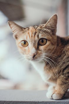 一只长着琥珀色眼睛和条纹毛皮的可爱家猫，在室内聚精会神地盯着肖像特写