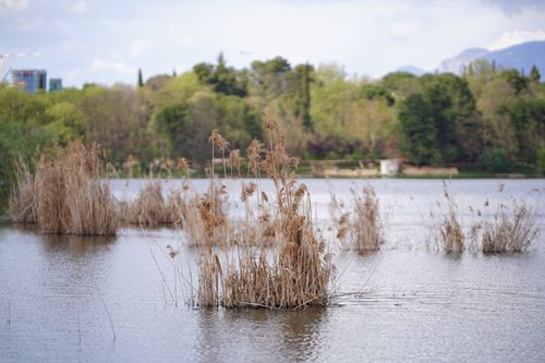 Free Serene lakeside scene with reeds and lush greenery in Albania. Stock Photo