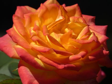 Close-up of a vibrant orange rose in full bloom, capturing its stunning color and detail in natural light.