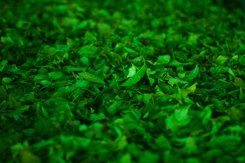 бесплатная Участок зеленых листьев Стоковое фото