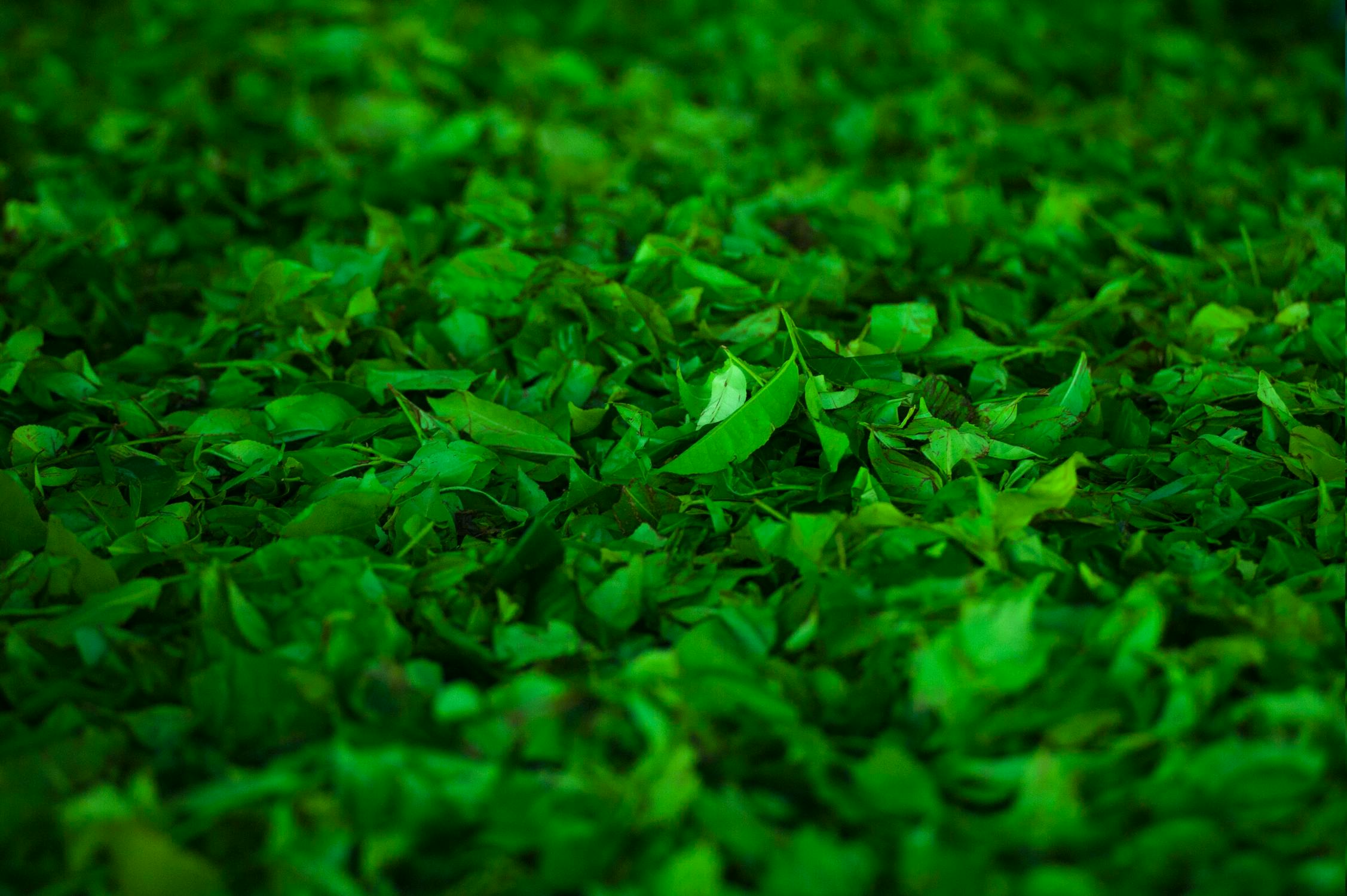 green tea leaves 