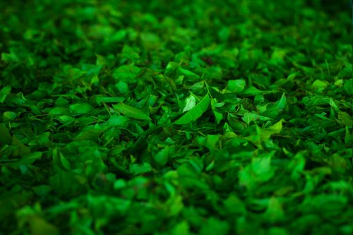 Free Close-up view of fresh green tea leaves in Nuwara Eliya, Sri Lanka, showcasing natural beauty and vibrancy. Stock Photo