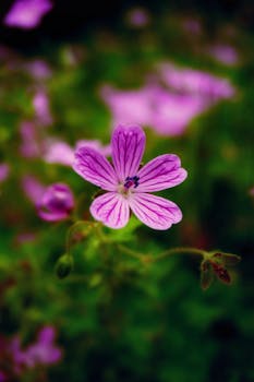 Close-up of a vibrant pink wild geranium flower in a lush green setting.