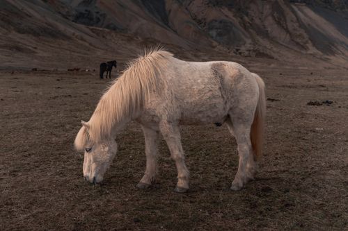 Free A majestic Icelandic horse grazes peacefully in a breathtaking mountainous terrain. Stock Photo