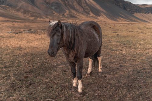 Free Portrait of a beautiful Icelandic horse standing in a vast, rugged landscape. Stock Photo