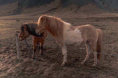 Free Two Icelandic horses stand peacefully in a barren landscape, showcasing their unique breed. Stock Photo