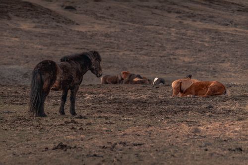 Free Icelandic horses resting and standing in a serene, rugged landscape. Stock Photo