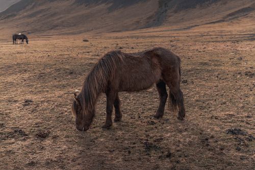 Free Serene Icelandic horses grazing in a vast, scenic landscape under a moody sky. Stock Photo