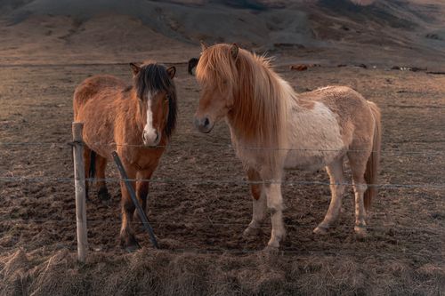 Free Two Icelandic horses stand behind a wire fence against a stunning rural backdrop during sunset. Stock Photo