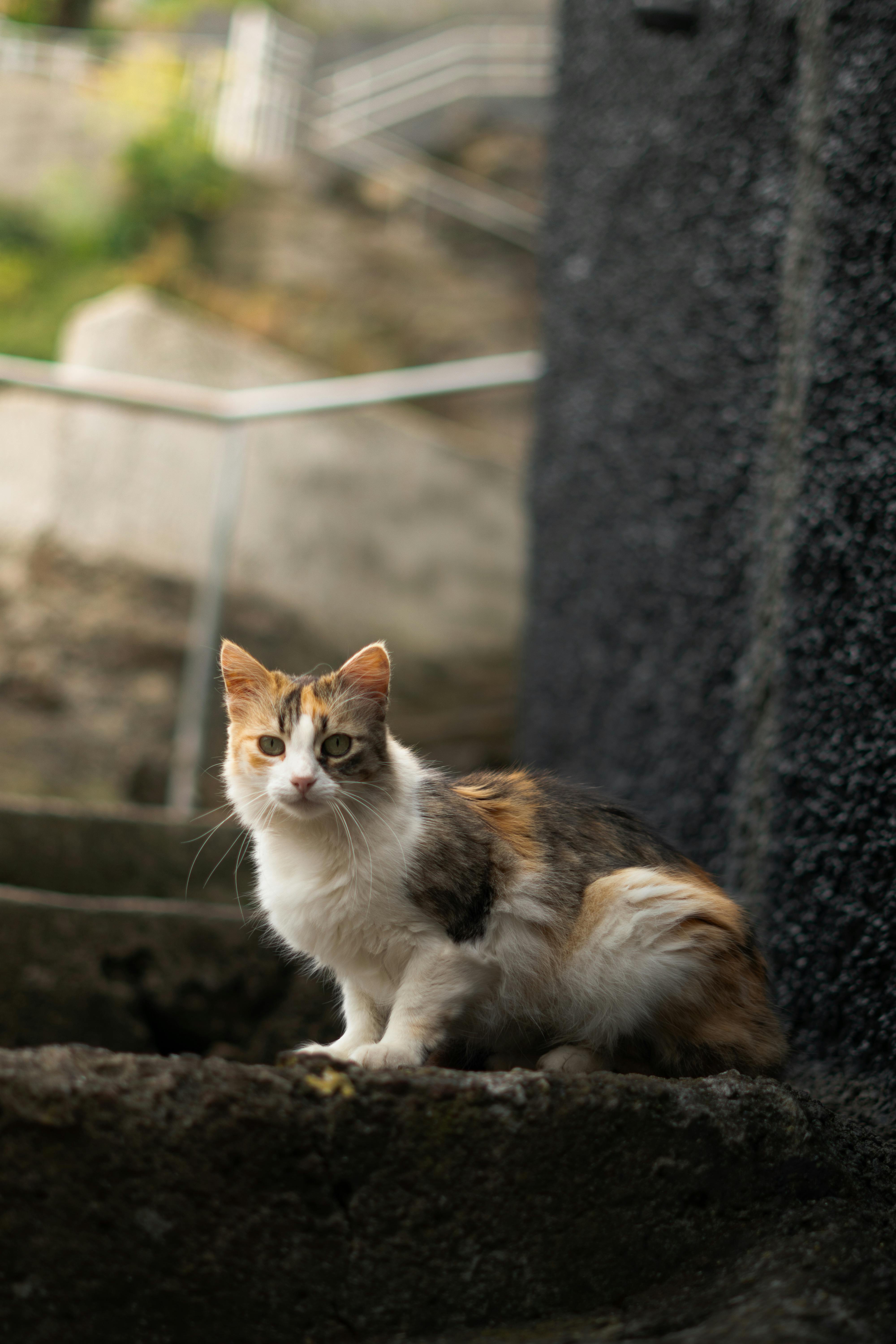 Free A charming calico cat sitting on stone steps outdoors in Funchal, Madeira. Stock Photo