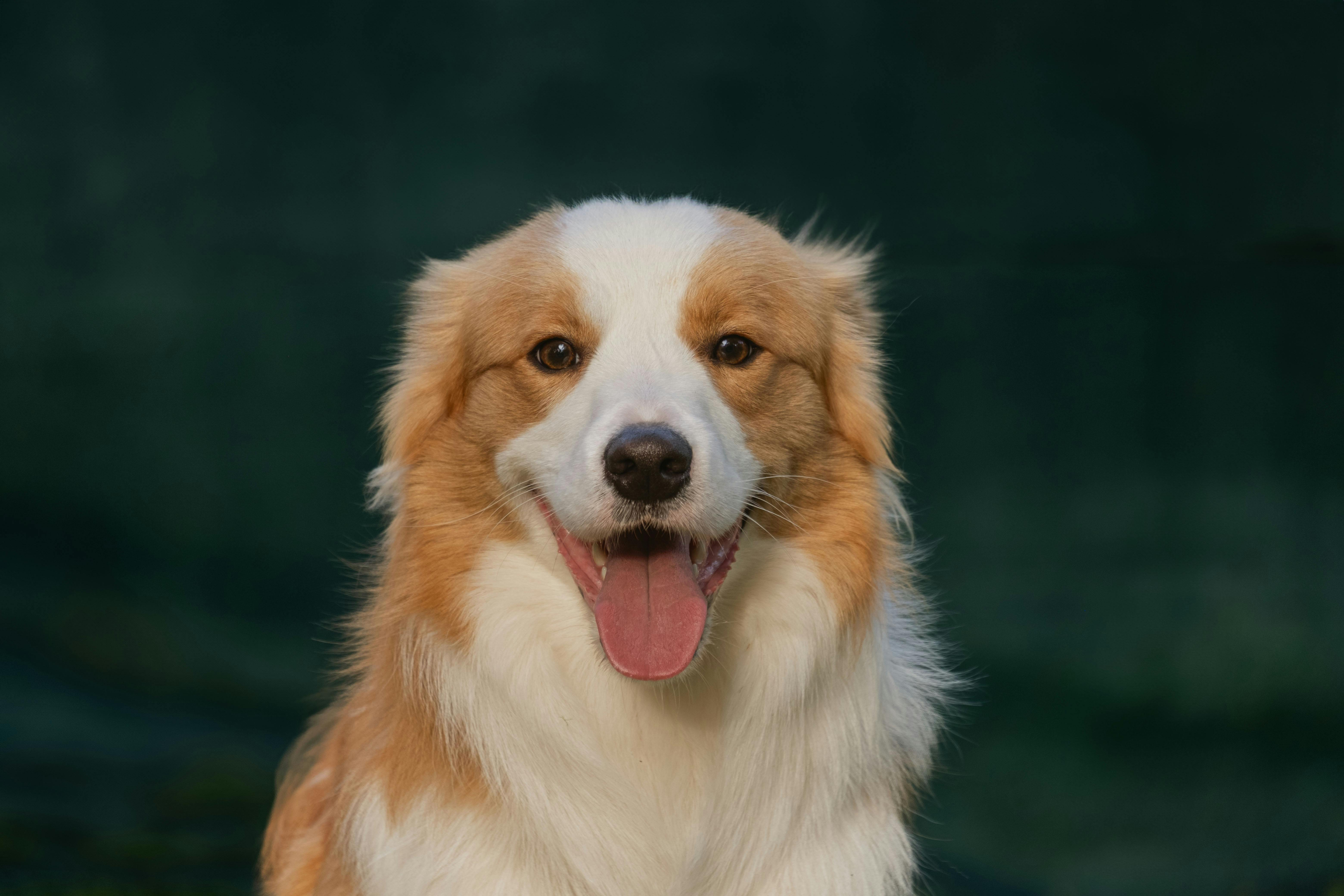 Charming portrait of a smiling Border Collie dog taken outdoors, showcasing its expressive eyes and fluffy coat in natural lighting.