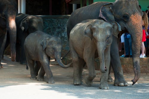 Cinque Elefanti
