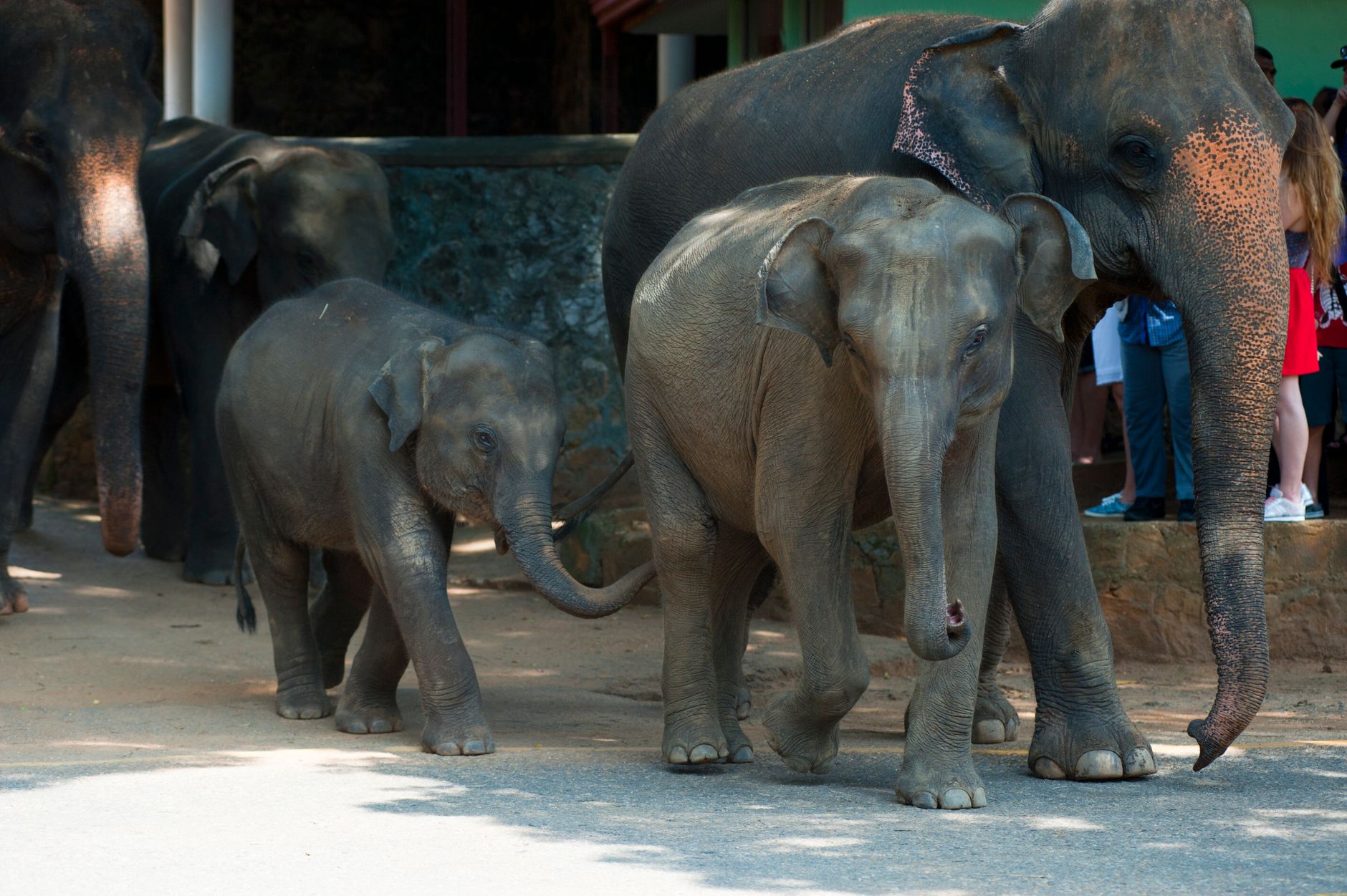 Eco Tourism Center Urani: A Guide to Sri Lanka's Conservation Hub