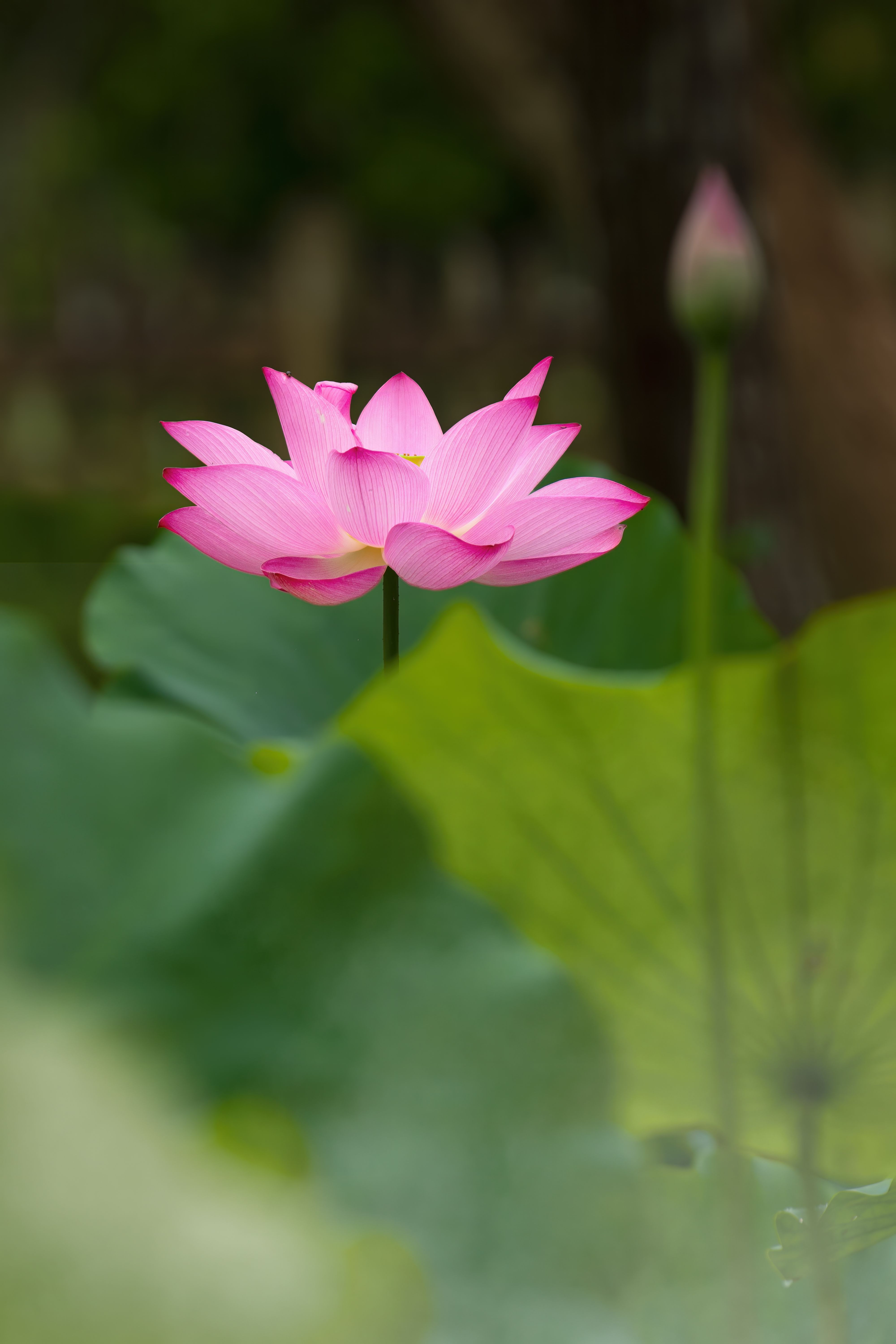 蓮花 Photos, Download The BEST Free 蓮花 Stock Photos & HD Images