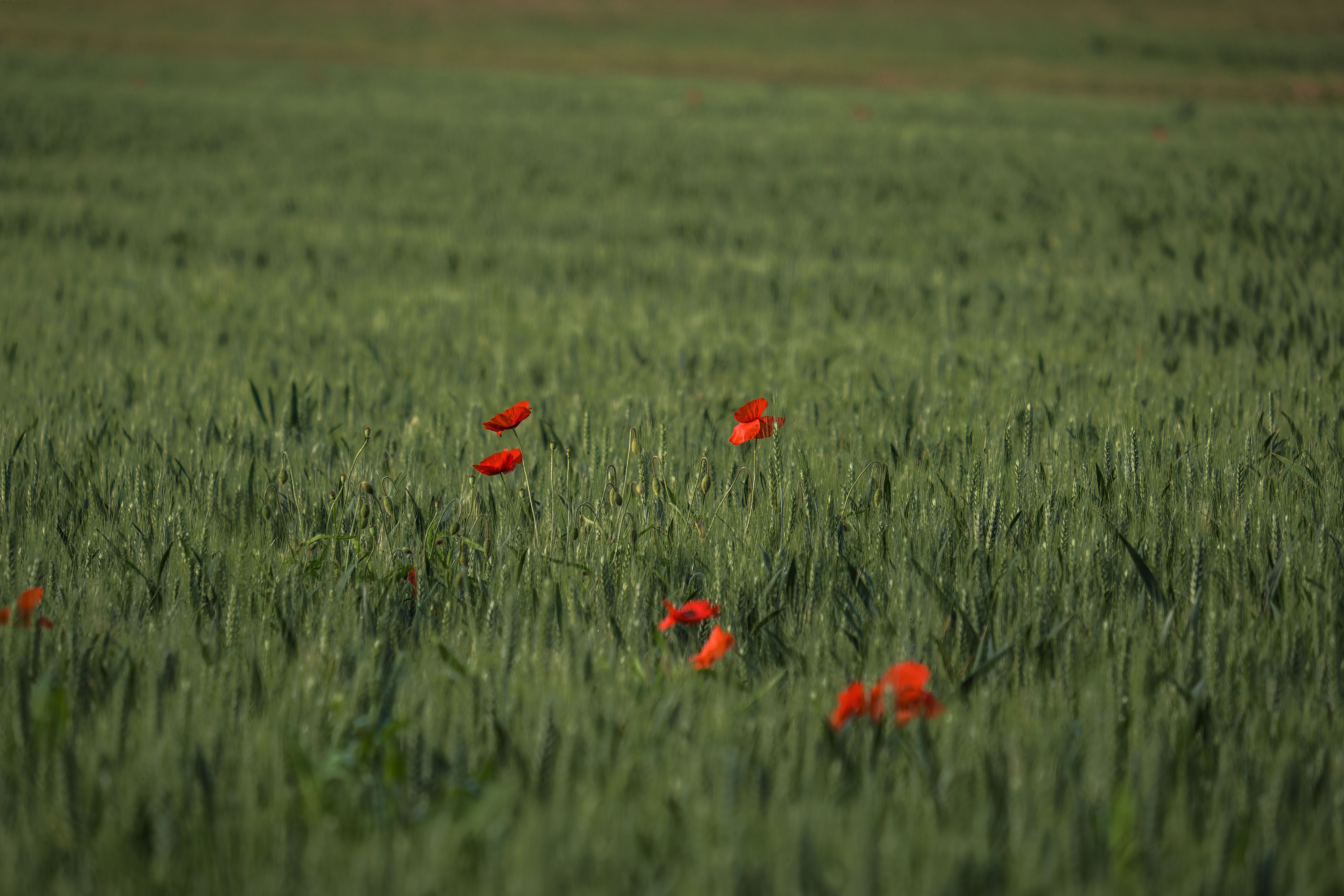 Vivid Red Poppies in Lush Green Wheat Field · Free Stock Photo