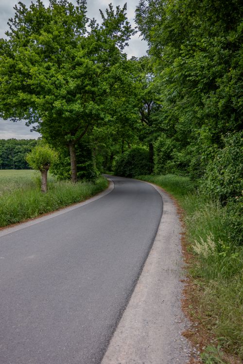Free A winding road through a vibrant green forest, offering a serene nature escape. Stock Photo