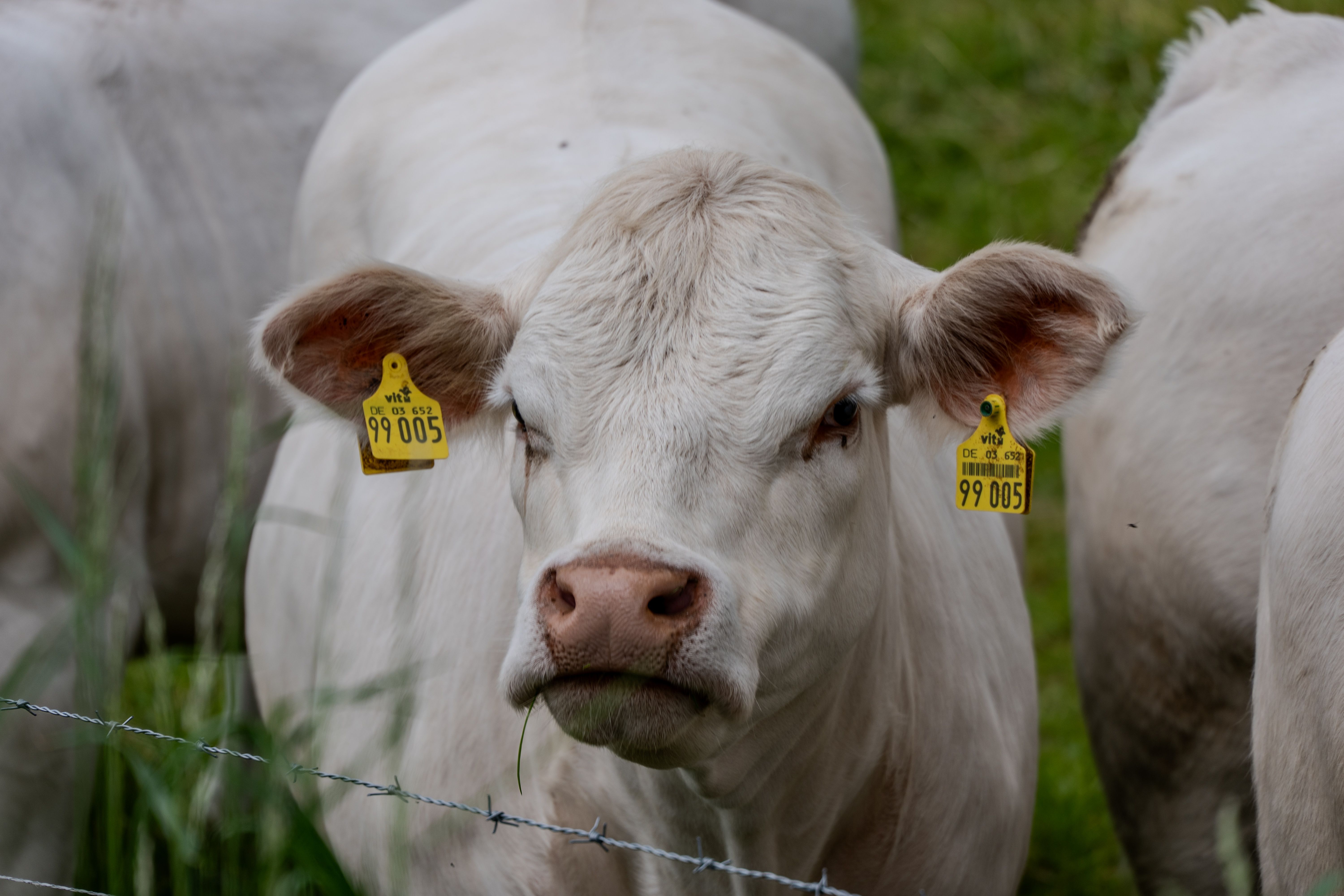 The Essential Guide to Effective Cattle Fencing: Safety, Costs, and Best Practices