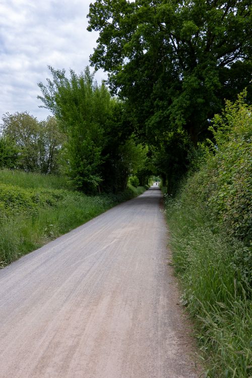 Free A tranquil country road lined with lush green trees and bushes, perfect for nature walks. Stock Photo