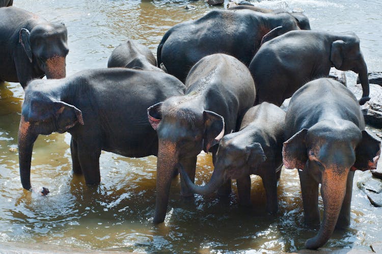 Group Of Elephant Drinking Water