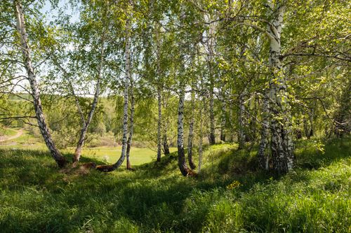 Free Peaceful birch forest with lush greenery under clear blue sky, evoking tranquility. Stock Photo