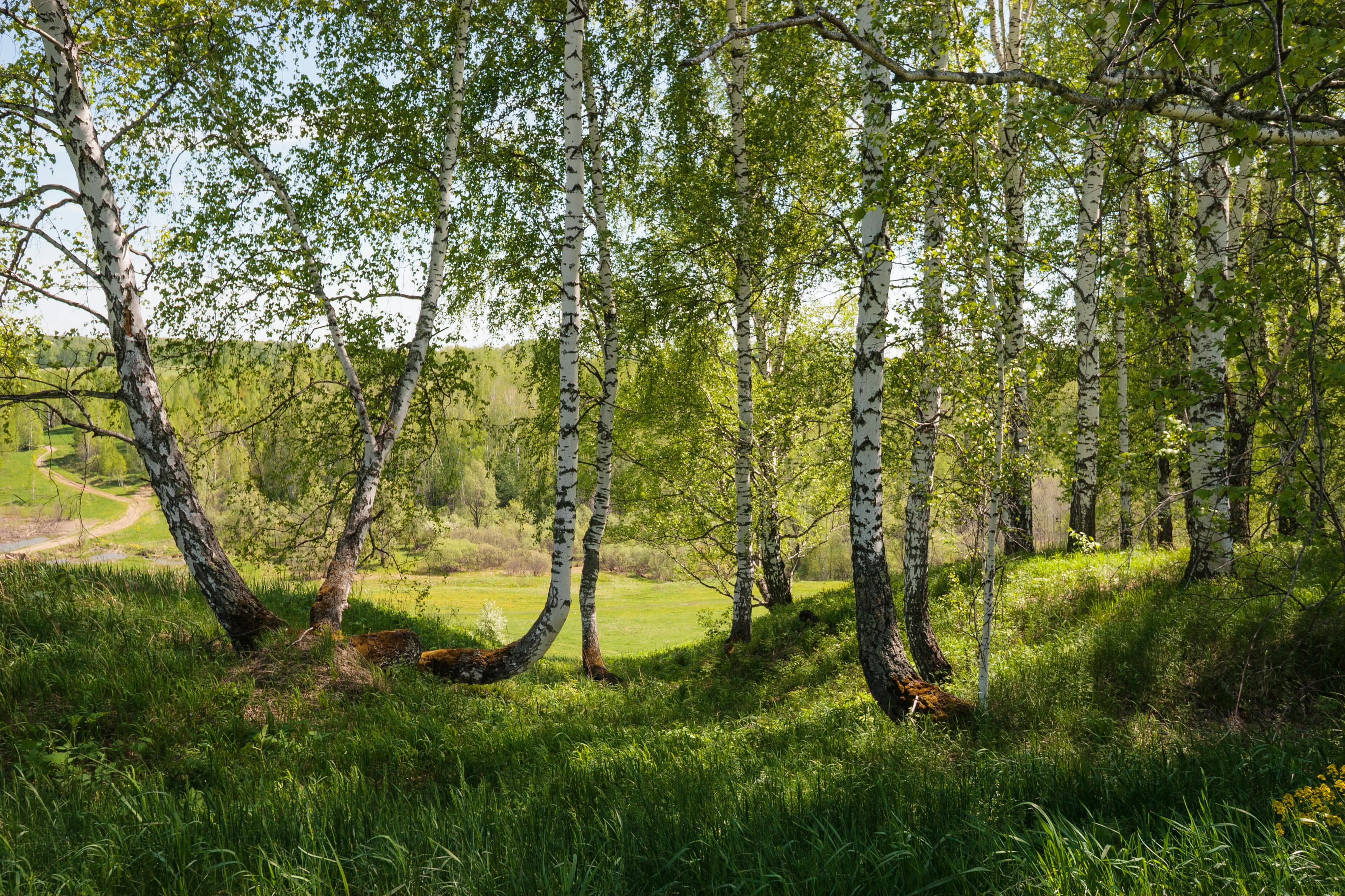Kesimpulan: Siraman, Lebih dari Sekadar Mandi Biasa
