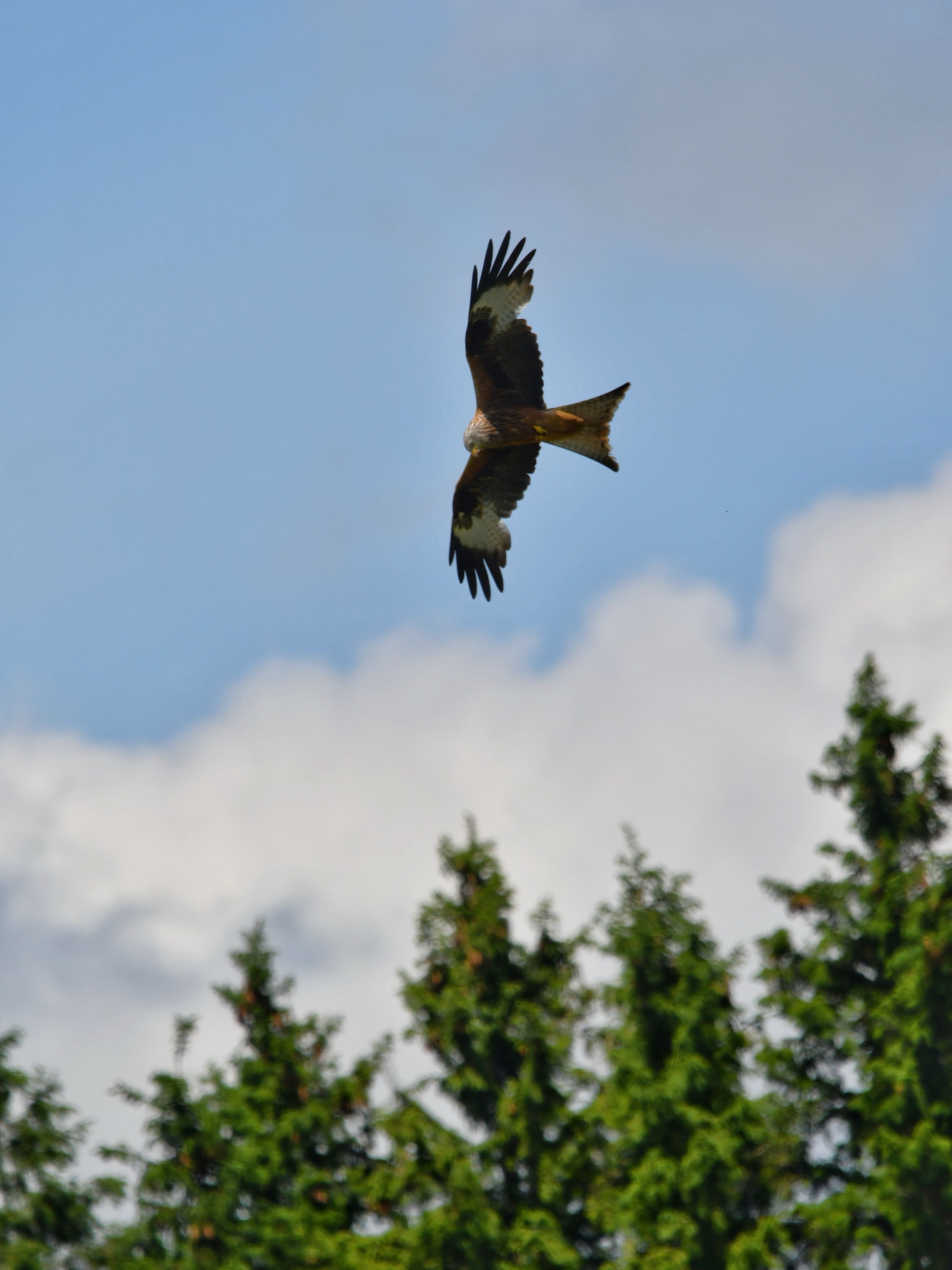 Soaring Bird of Prey in Clear Blue Sky · Free Stock Photo