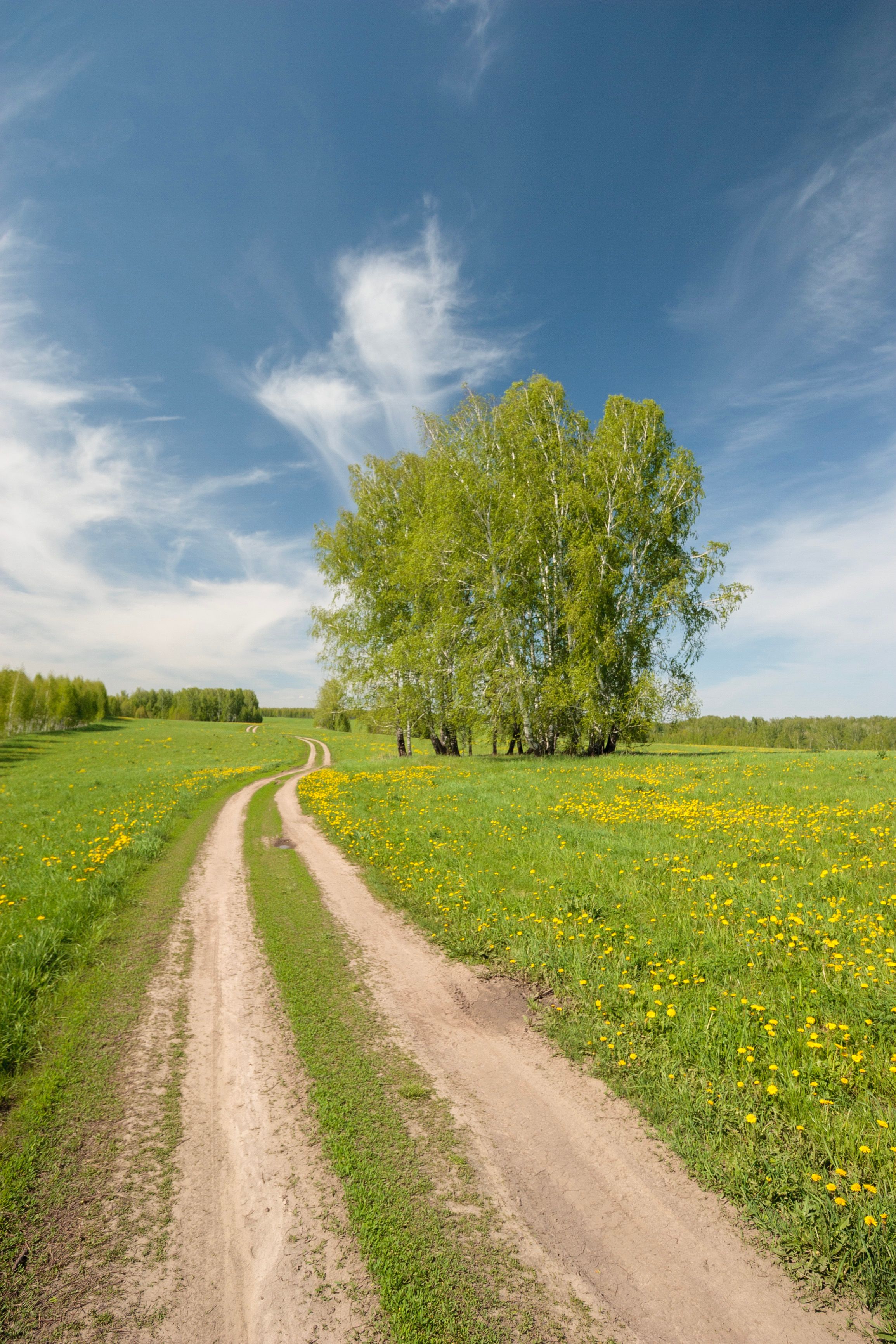 Serene Spring Landscape with Country Road and Trees · Free Stock Photo