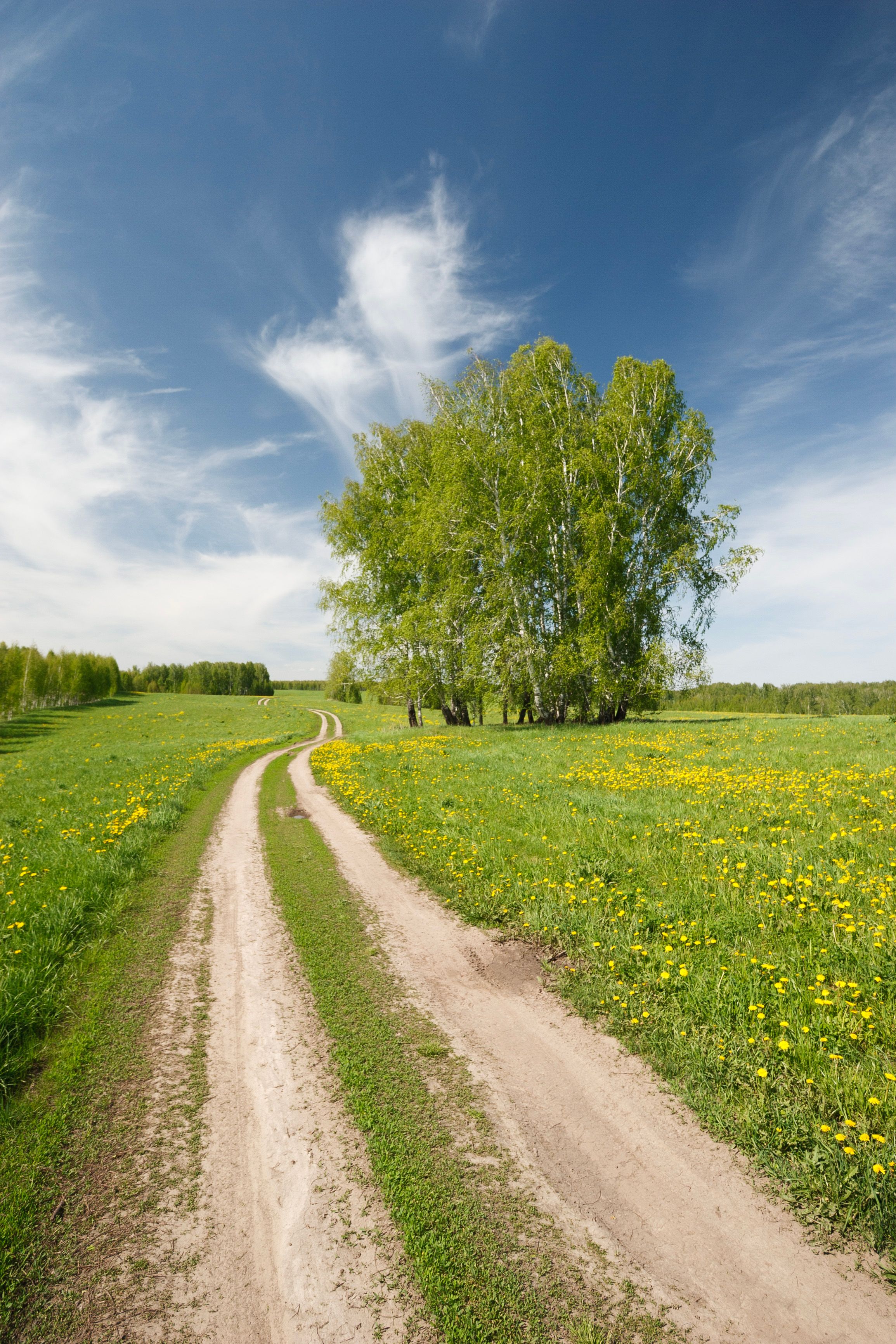 Serene Countryside Path in Blooming Spring · Free Stock Photo